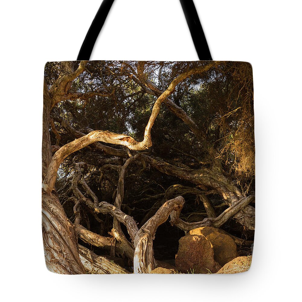 Tree Tote Bag featuring the photograph Paperbark Trees by Elaine Teague