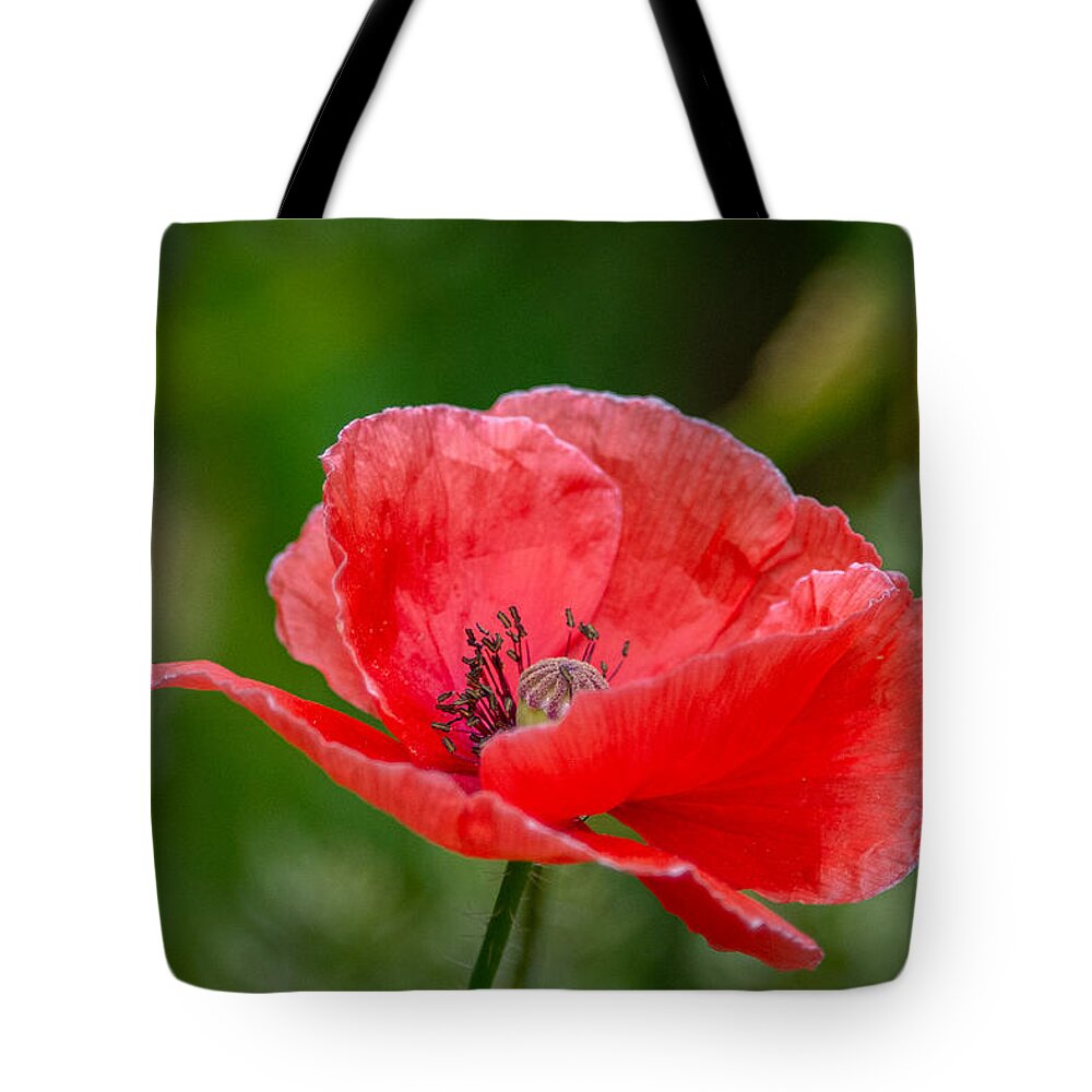 Red Poppy Tote Bag featuring the photograph Papery Poppy Petals by Linda Bonaccorsi