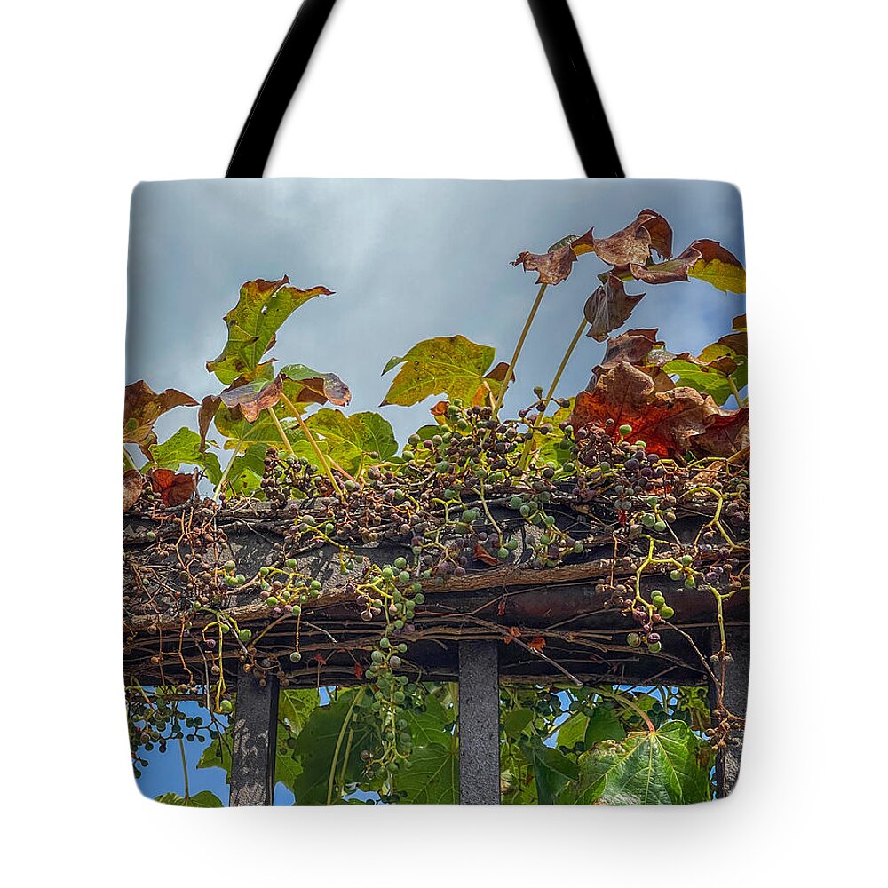 Parthenocissus Tote Bag featuring the photograph Parthenocissus by Cate Franklyn