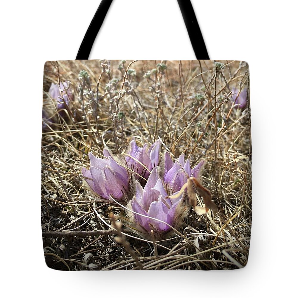 Pasque Flower Tote Bag featuring the photograph Pasque Flower of the Seven Sisters by Alex Blondeau