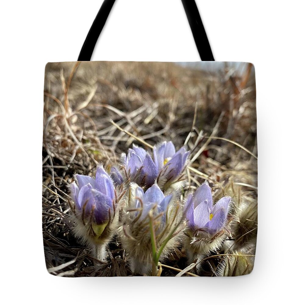 Native Plant Tote Bag featuring the photograph Pasque Flower on the Seven Sisters by Alex Blondeau