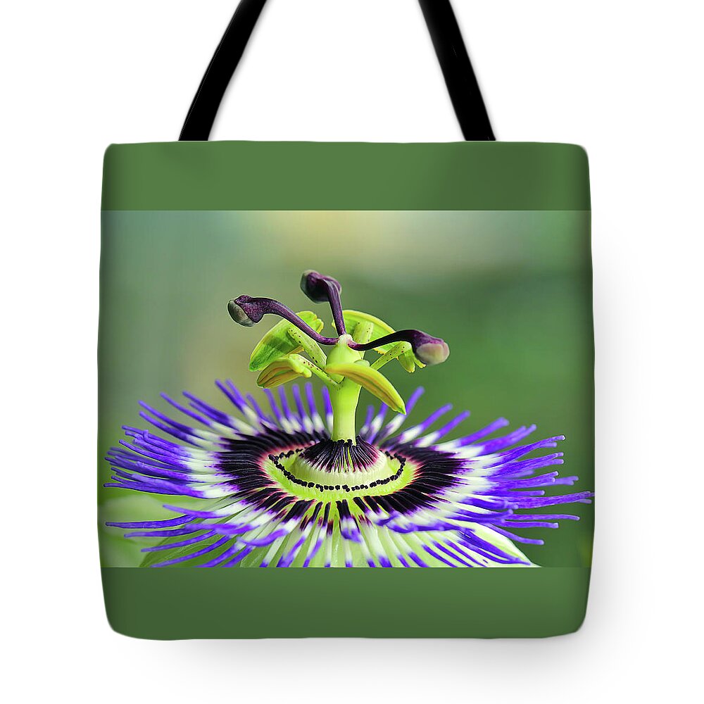 Flower Tote Bag featuring the photograph Passiflora Flower by Maria Meester