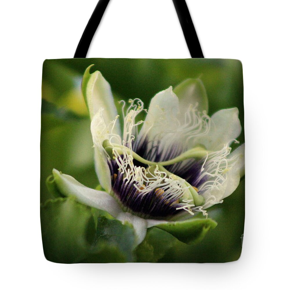Passion Fruit Tote Bag featuring the photograph Passion Flower Budding Closeup by Colleen Cornelius