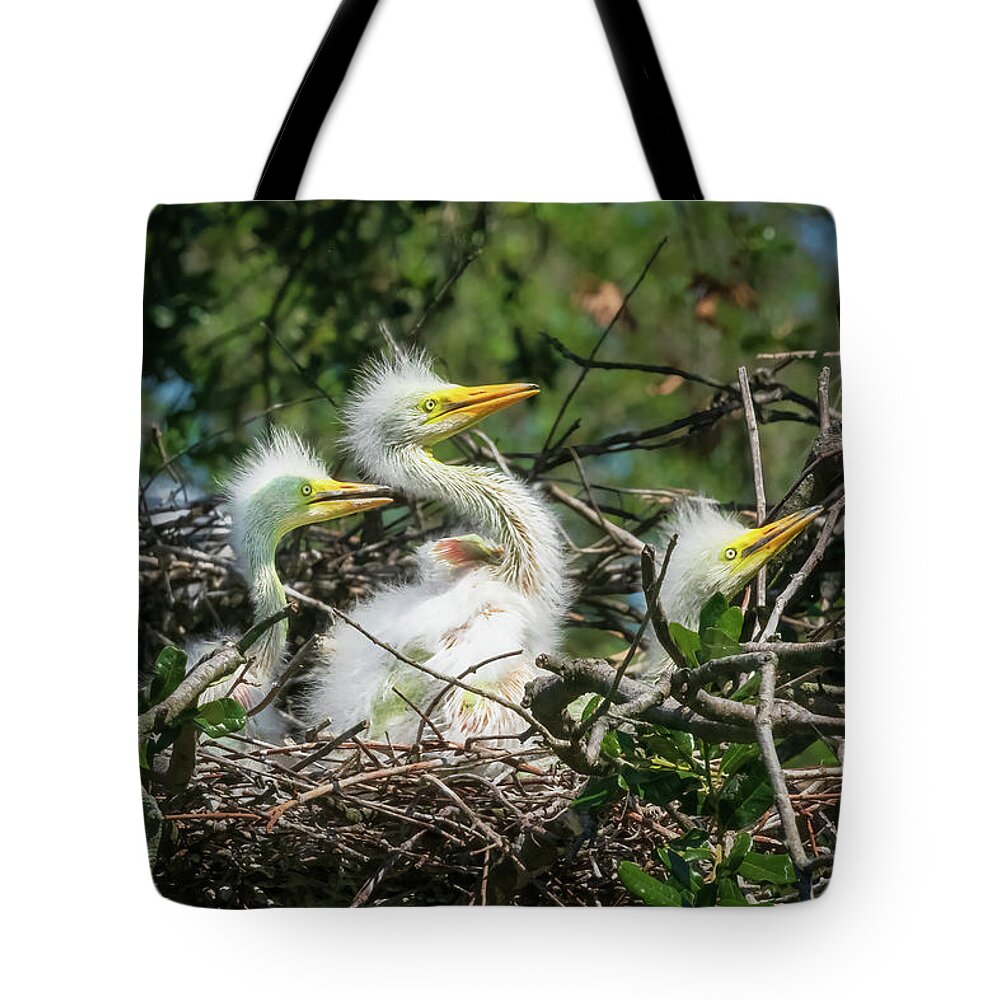 Bird Tote Bag featuring the photograph Patiently Waiting by John Kirkland