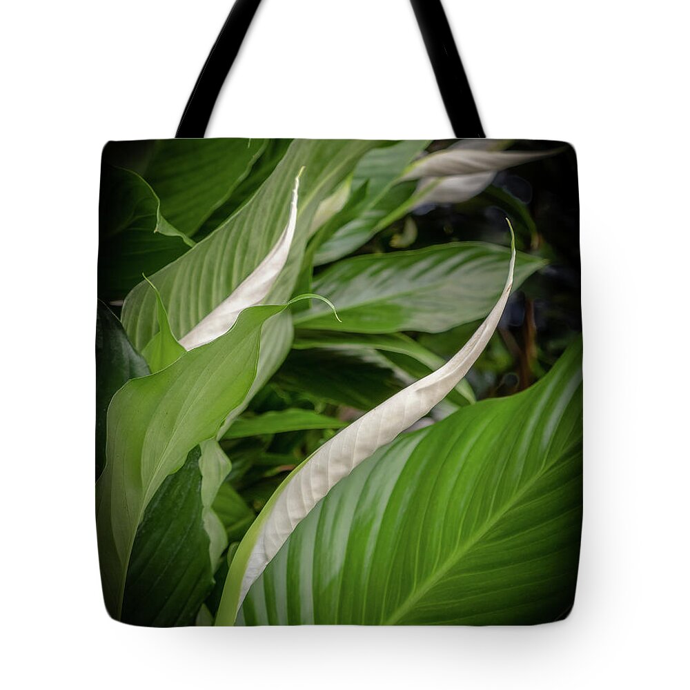 Peace Lily; Merrifield Gardens; Flower; Sympathy; Curve Tote Bag featuring the photograph Peace Lily by Georgette Grossman