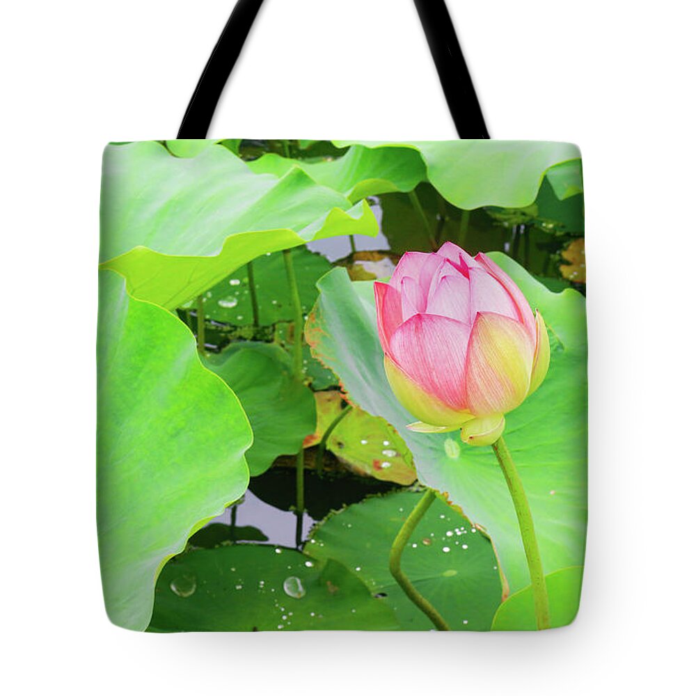 Garden Tote Bag featuring the photograph Peaceful Pink Water Lily by Auden Johnson