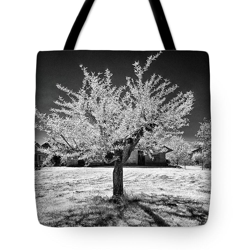 Top Artist Tote Bag featuring the photograph Peach Tree in Krska Vas by Norman Gabitzsch