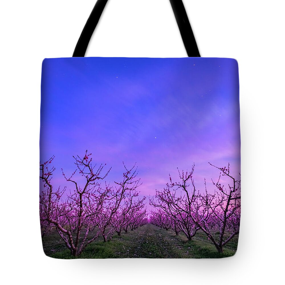 Peach Tree Tote Bag featuring the photograph Peach Trees in Blossom at Blue Hour by Alexios Ntounas