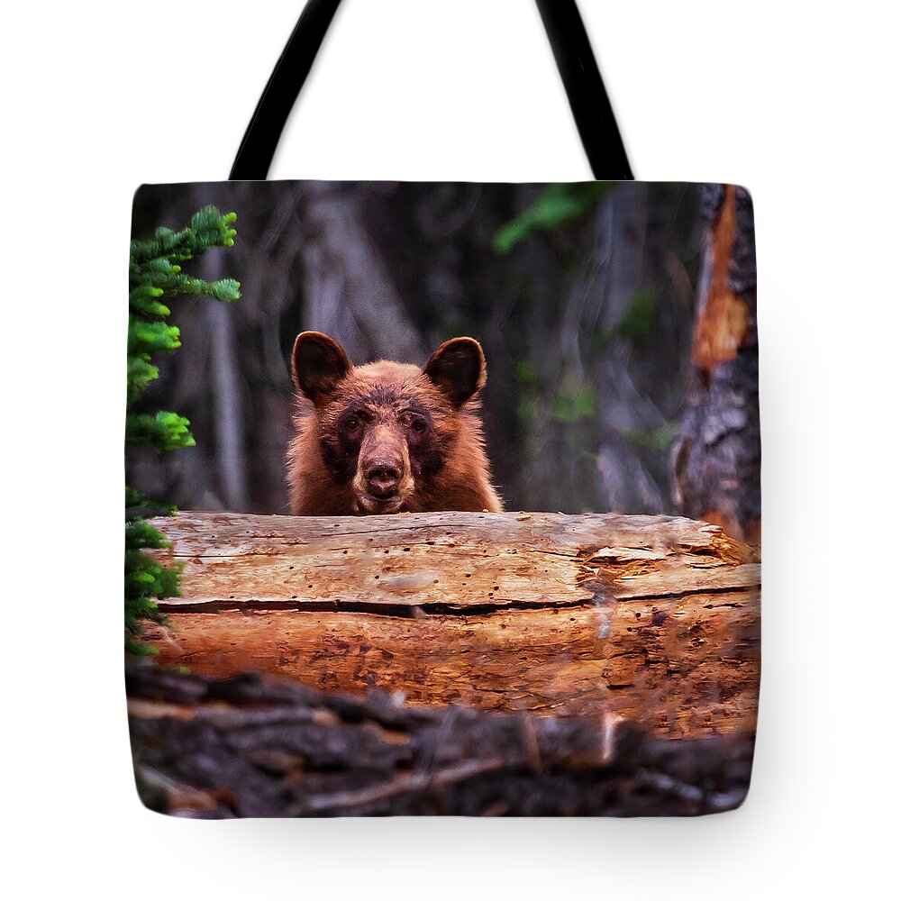 Bear Tote Bag featuring the photograph Peak-a-Boo by Mike Lee