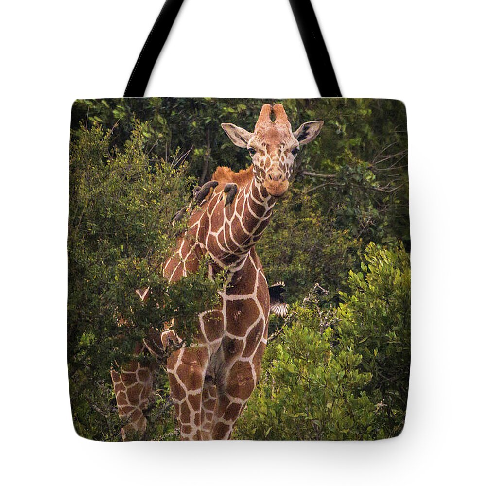 Giraffe Tote Bag featuring the photograph Peek A Boo by Laura Hedien