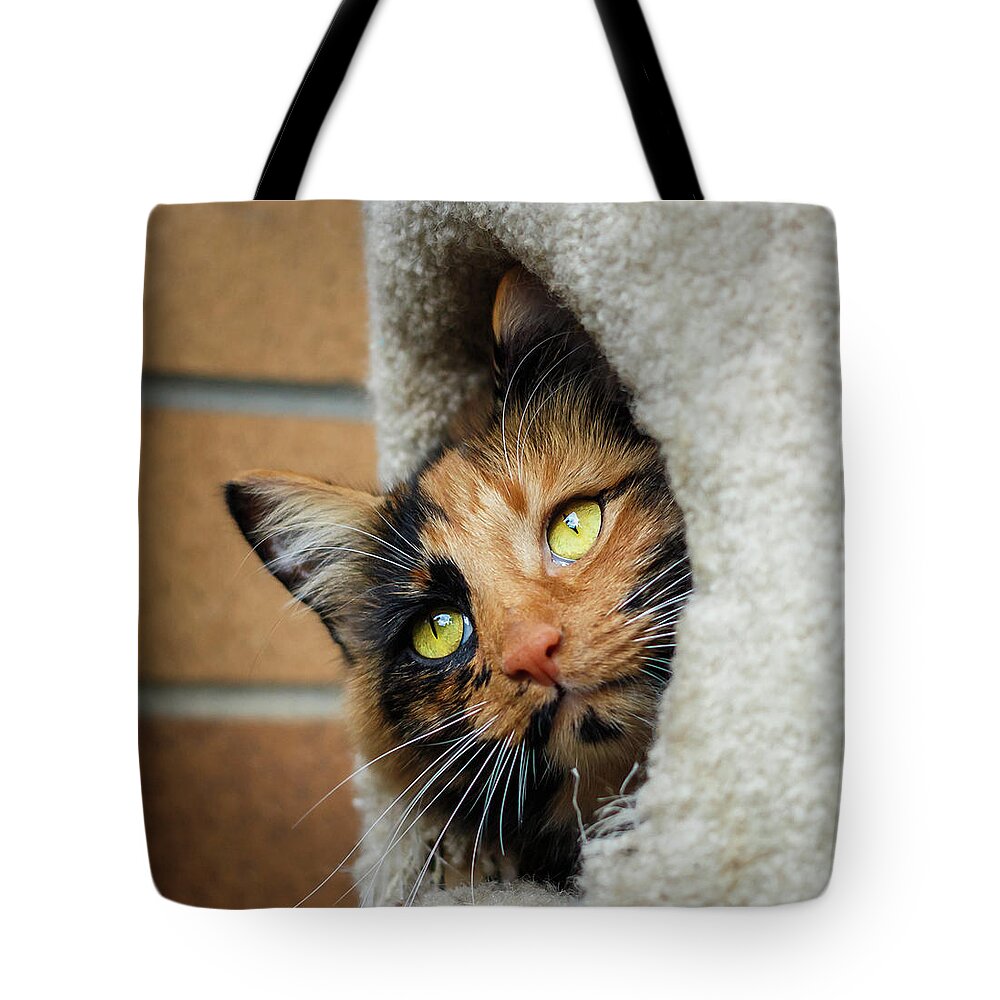 Art Tote Bag featuring the photograph Peeping Tom Cat by Rick Deacon
