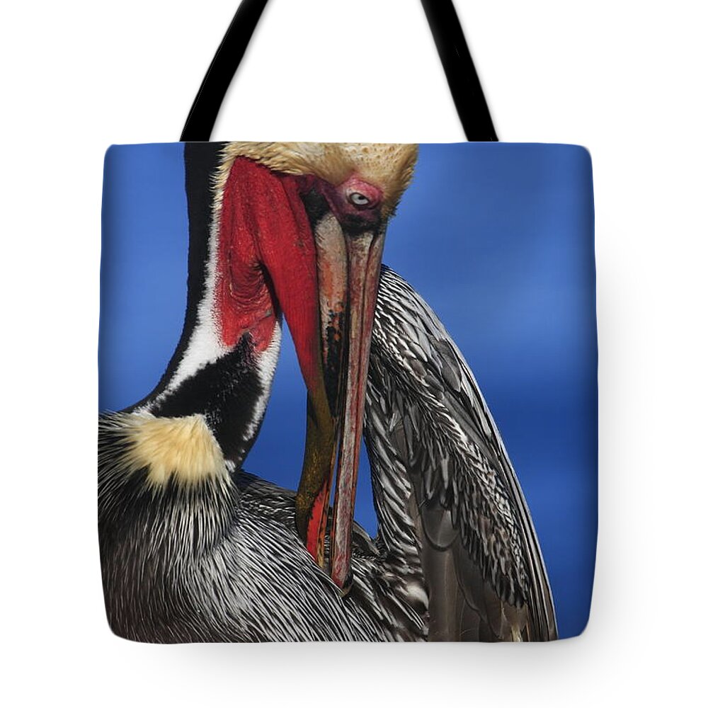 Pelicans Tote Bag featuring the photograph Pelican In Breeding Colors by John F Tsumas