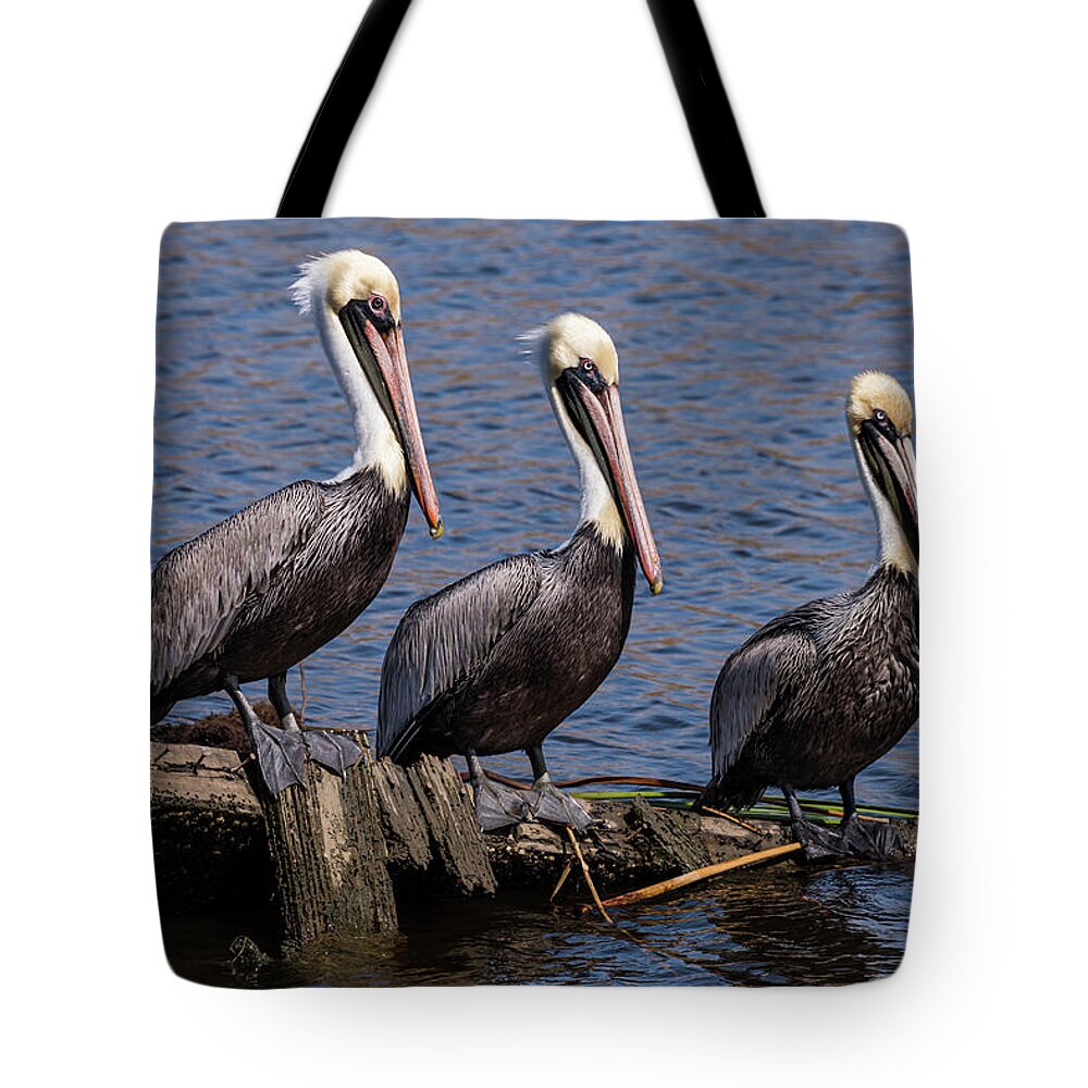 Florida Tote Bag featuring the photograph Pelican Line-up by Travel Quest Photography