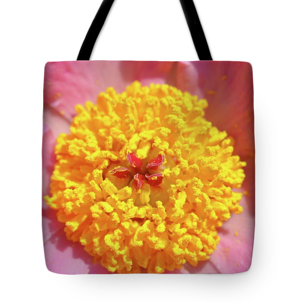 Flowers Tote Bag featuring the photograph Peony Pop by Sue Morris