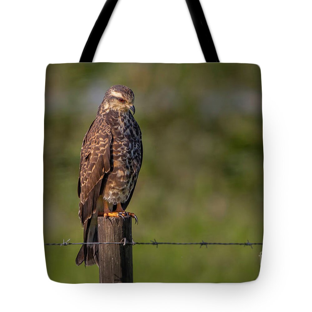 Kite Tote Bag featuring the photograph Perched Snail Kite by Tom Claud