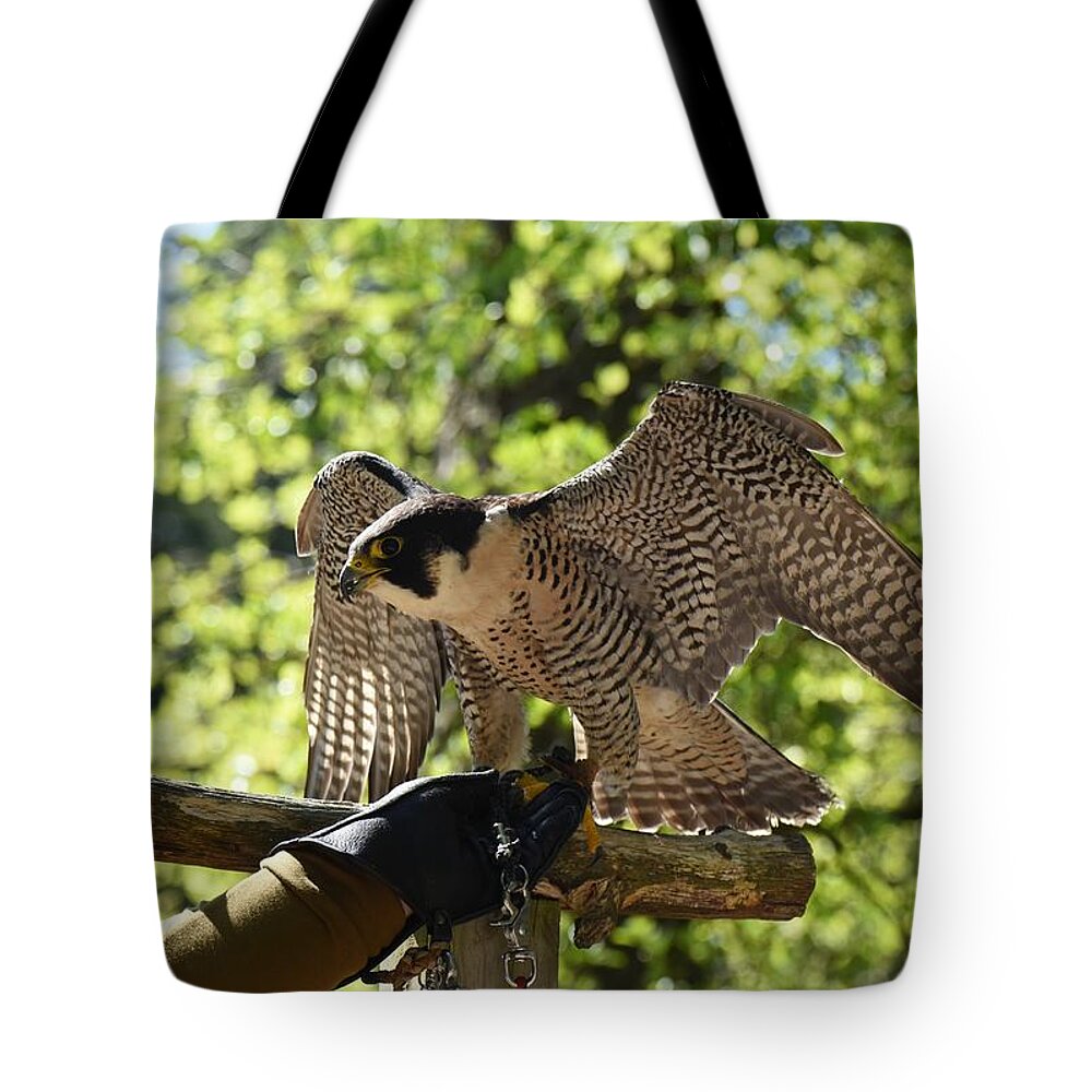 Peregrine Falcon Tote Bag featuring the photograph Peregrine Falcon 637 by Joyce StJames