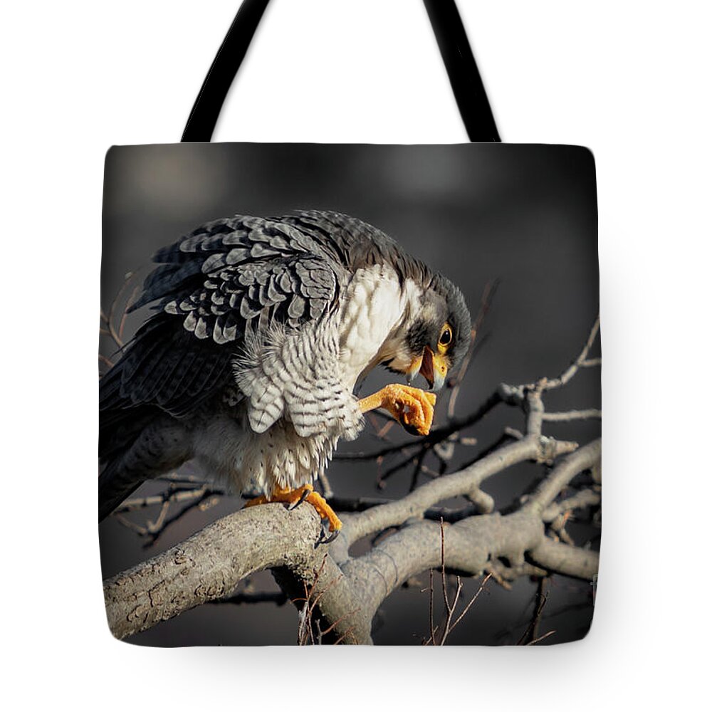 Falcon Tote Bag featuring the photograph Peregrine Falcon on a Favorite Perch by Alyssa Tumale