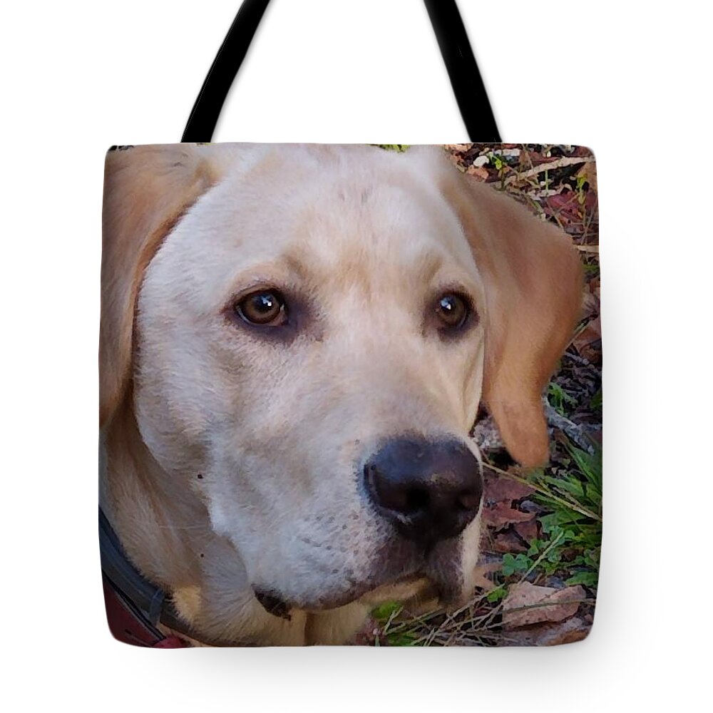 Yellow Labs Tote Bag featuring the photograph Perfect Profile by Kim Galluzzo
