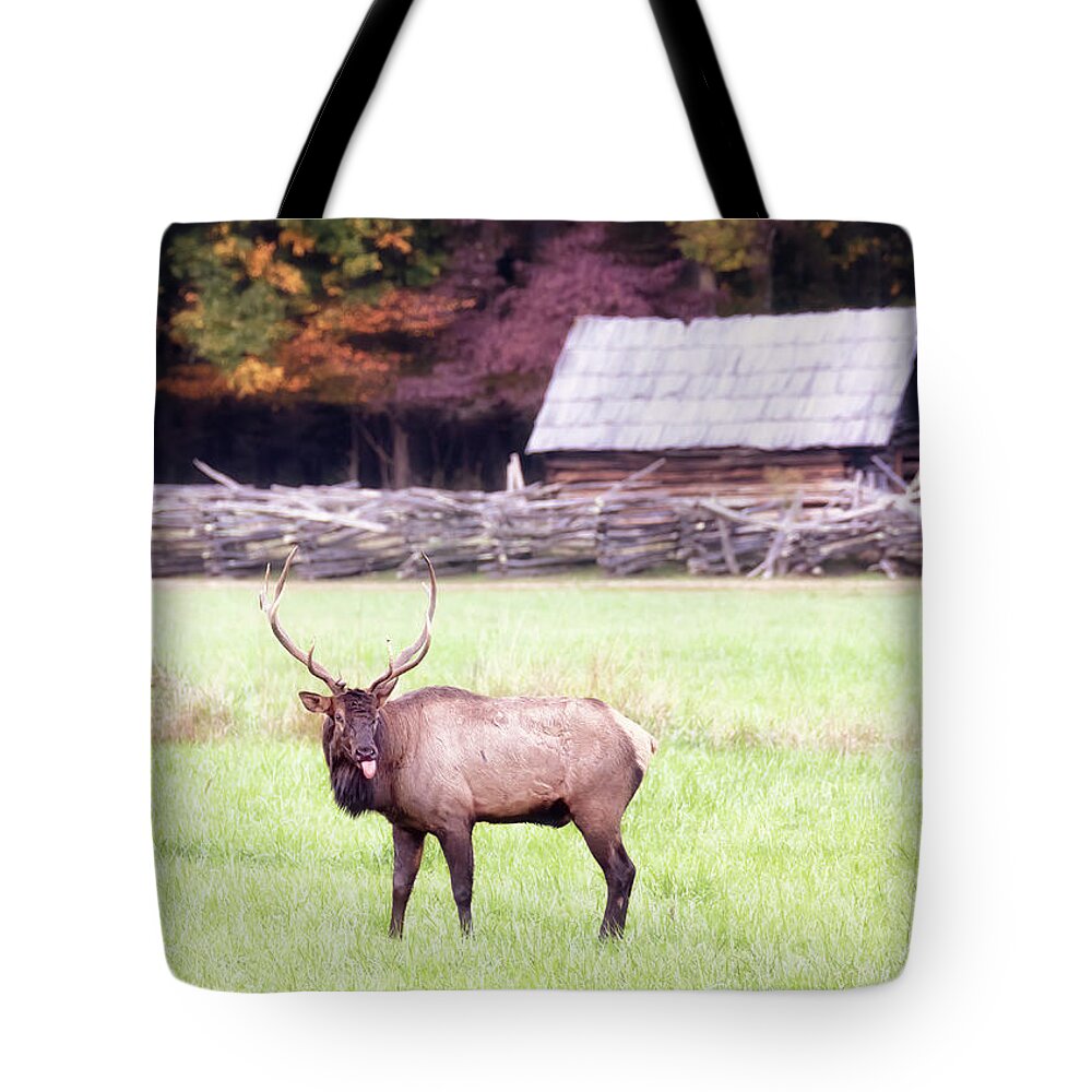 Elk Tote Bag featuring the photograph Pfft - Bull Elk Sticking Tongue Out by Susan Rissi Tregoning