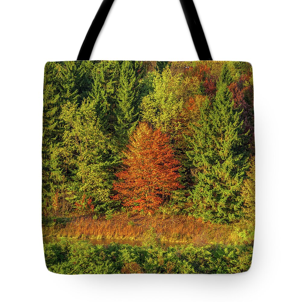 Autumn Tote Bag featuring the photograph Philip's Autumn Trees by Don Nieman