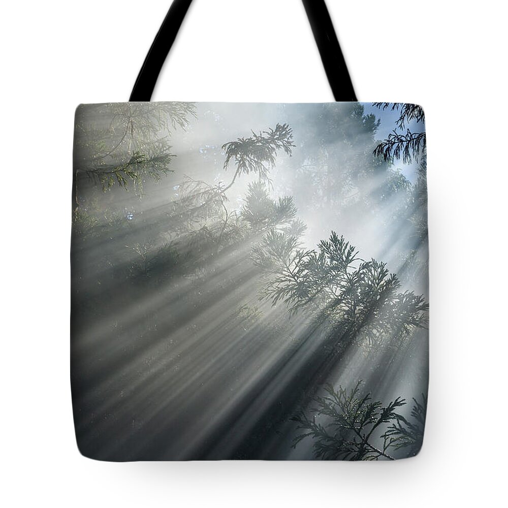 Photosynthesis Tote Bag featuring the photograph Photosynthesis II by Olivier Parent