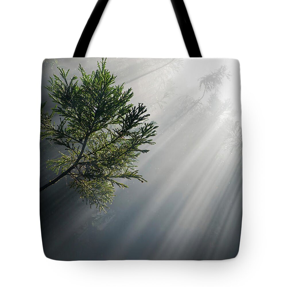 Photosynthesis Tote Bag featuring the photograph Photosynthesis by Olivier Parent
