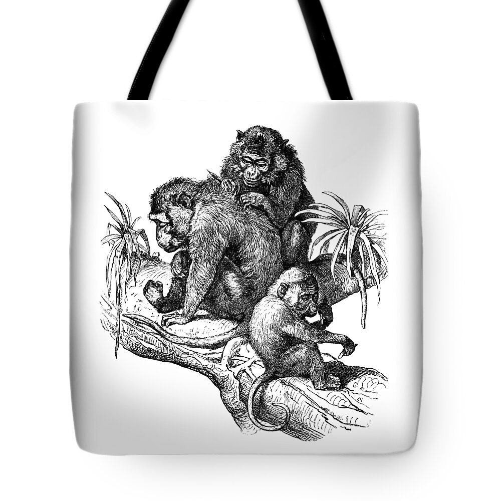 Monkey Tote Bag featuring the digital art Picking Fleas by Madame Memento