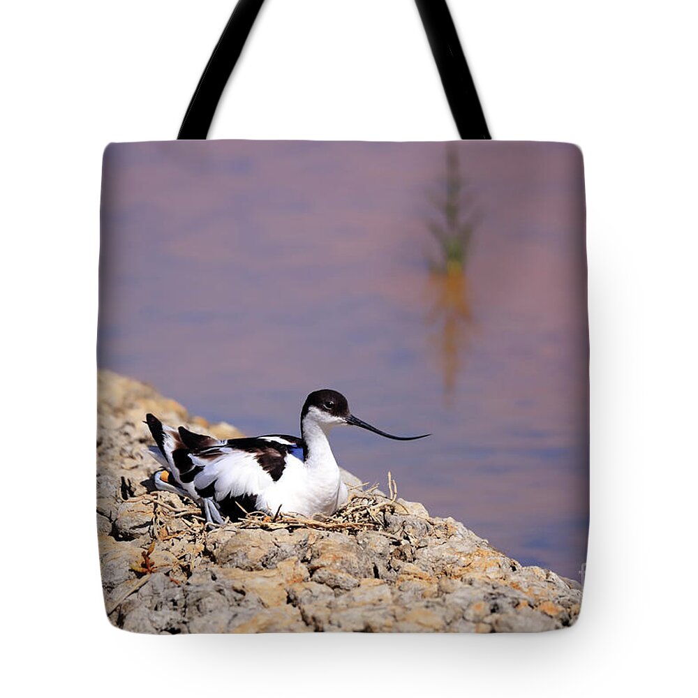 Avocet Tote Bag featuring the photograph Pied avocet . by Frederic Bourrigaud