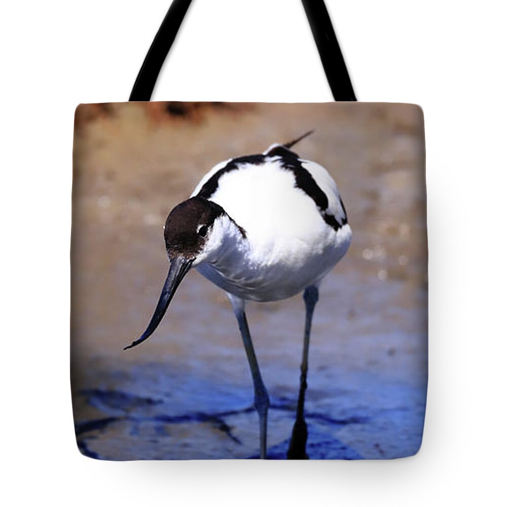Avocet Tote Bag featuring the photograph Pied avocet, Recurvirostra avosetta by Frederic Bourrigaud