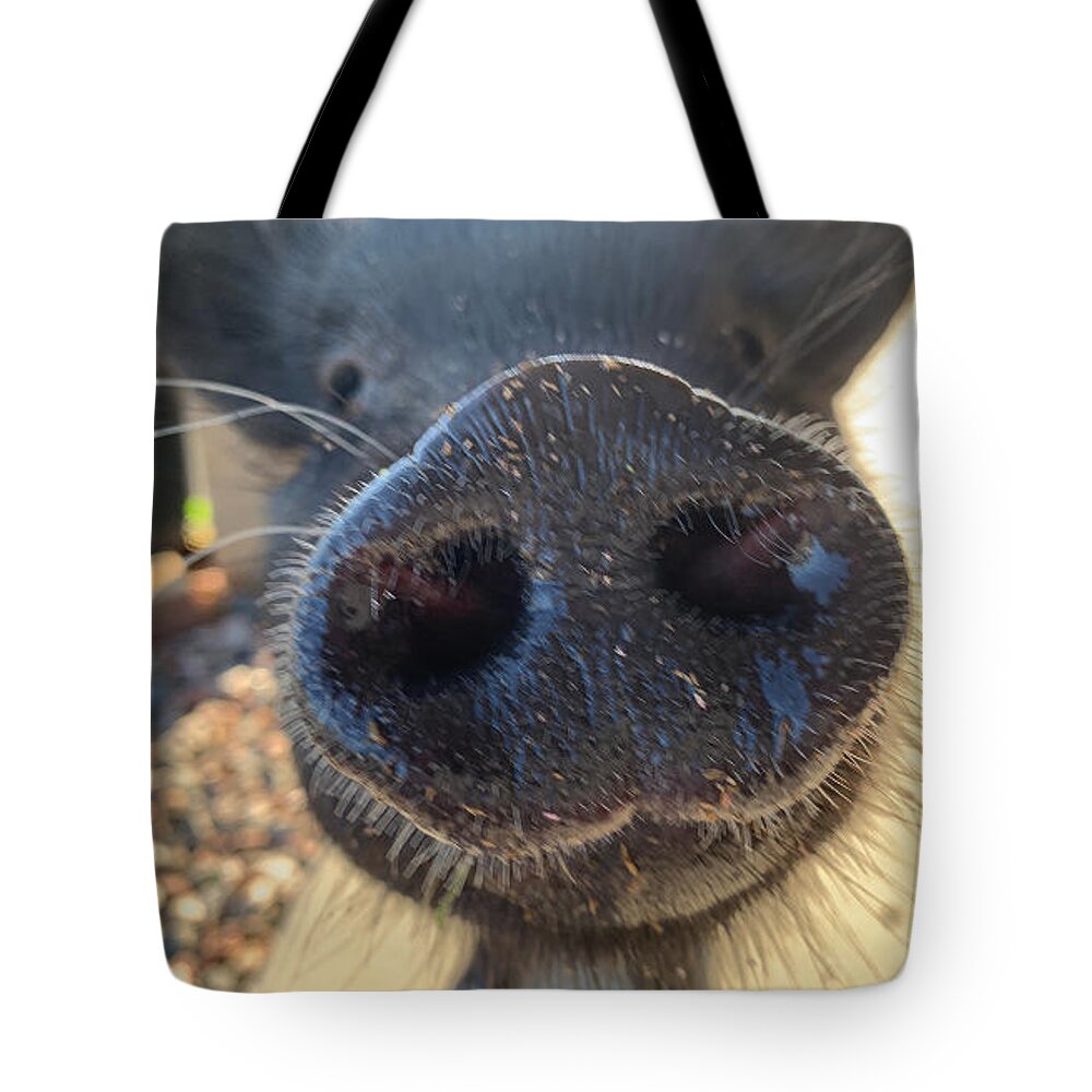Pig Tote Bag featuring the photograph Snout of Love by Lee Darnell