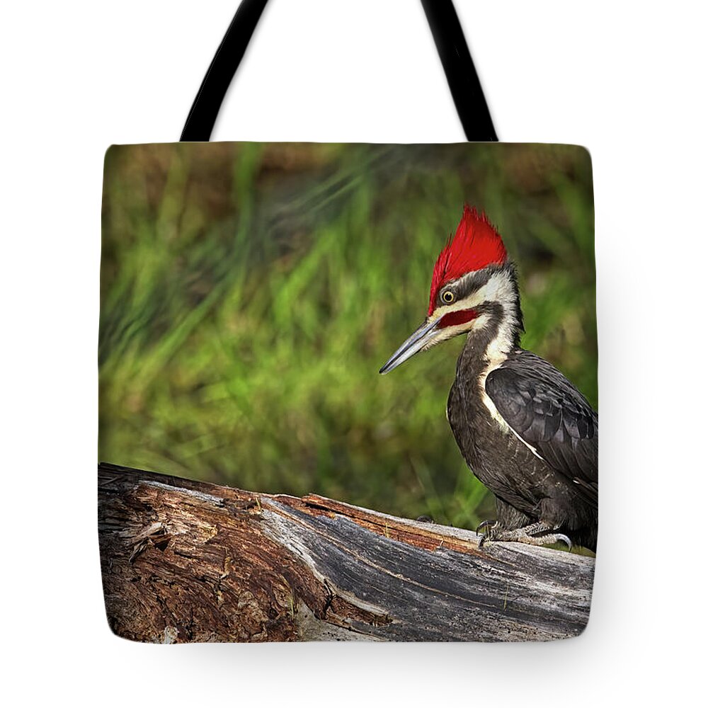 Woodpecker Tote Bag featuring the photograph Pileated Male Hunting by Flinn Hackett