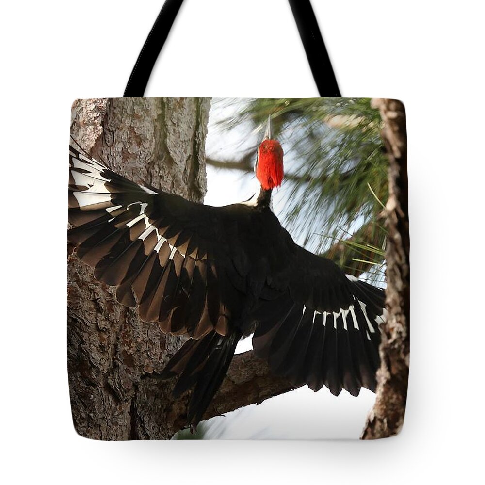 Pileated Woodpecker Tote Bag featuring the photograph Pileated Woodpecker 2 by Mingming Jiang