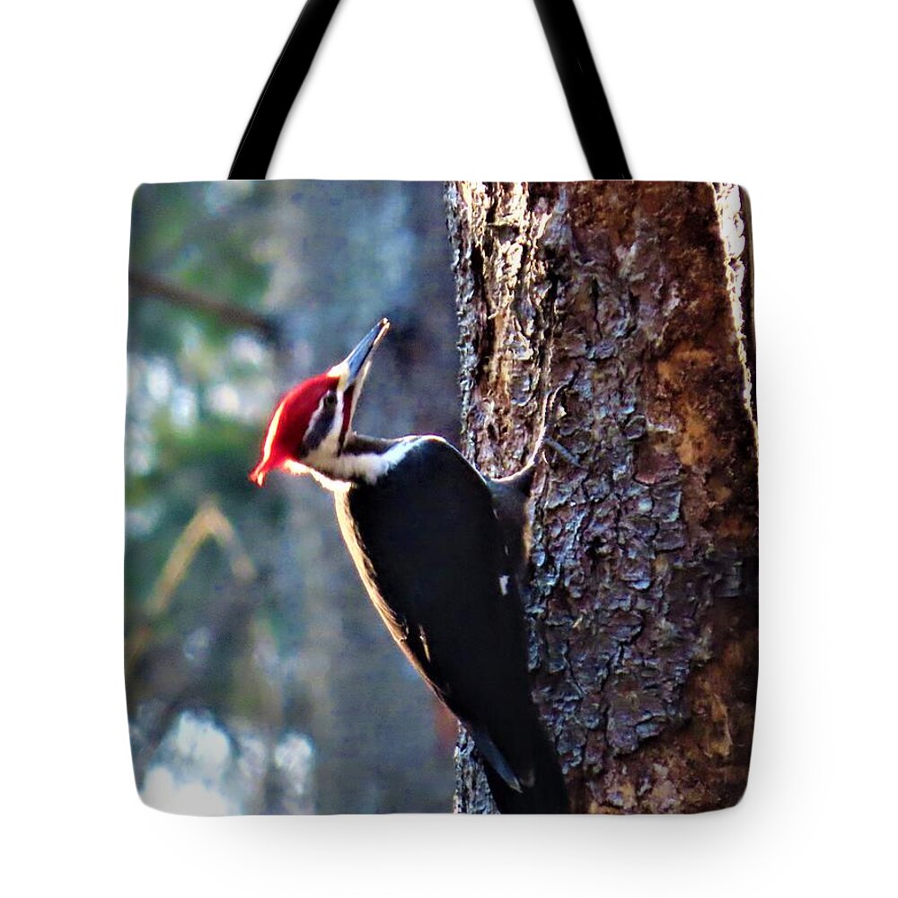Birds Tote Bag featuring the photograph Pileated Woodpecker at Rancocas Nature Preserve by Linda Stern
