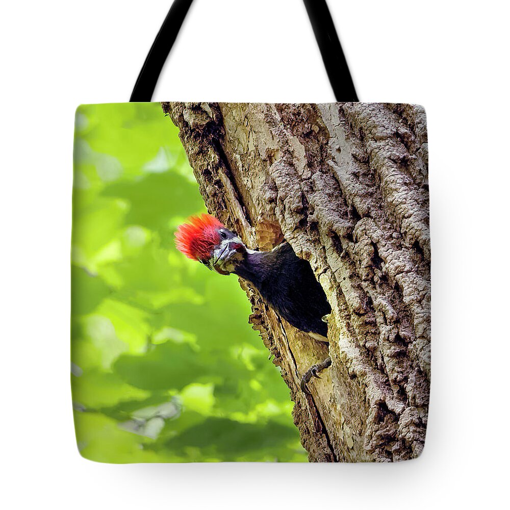 Pileated Woodpecker Chick Tote Bag featuring the photograph Pileated Woodpecker Chick by Sandra Rust
