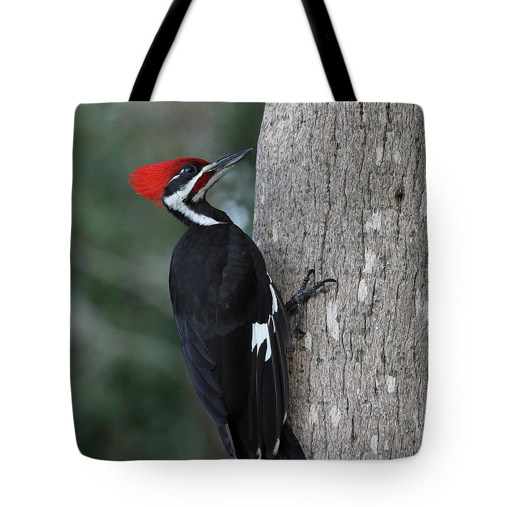Pileated Woodpecker Tote Bag featuring the photograph Pileated Woodpecker by Mingming Jiang