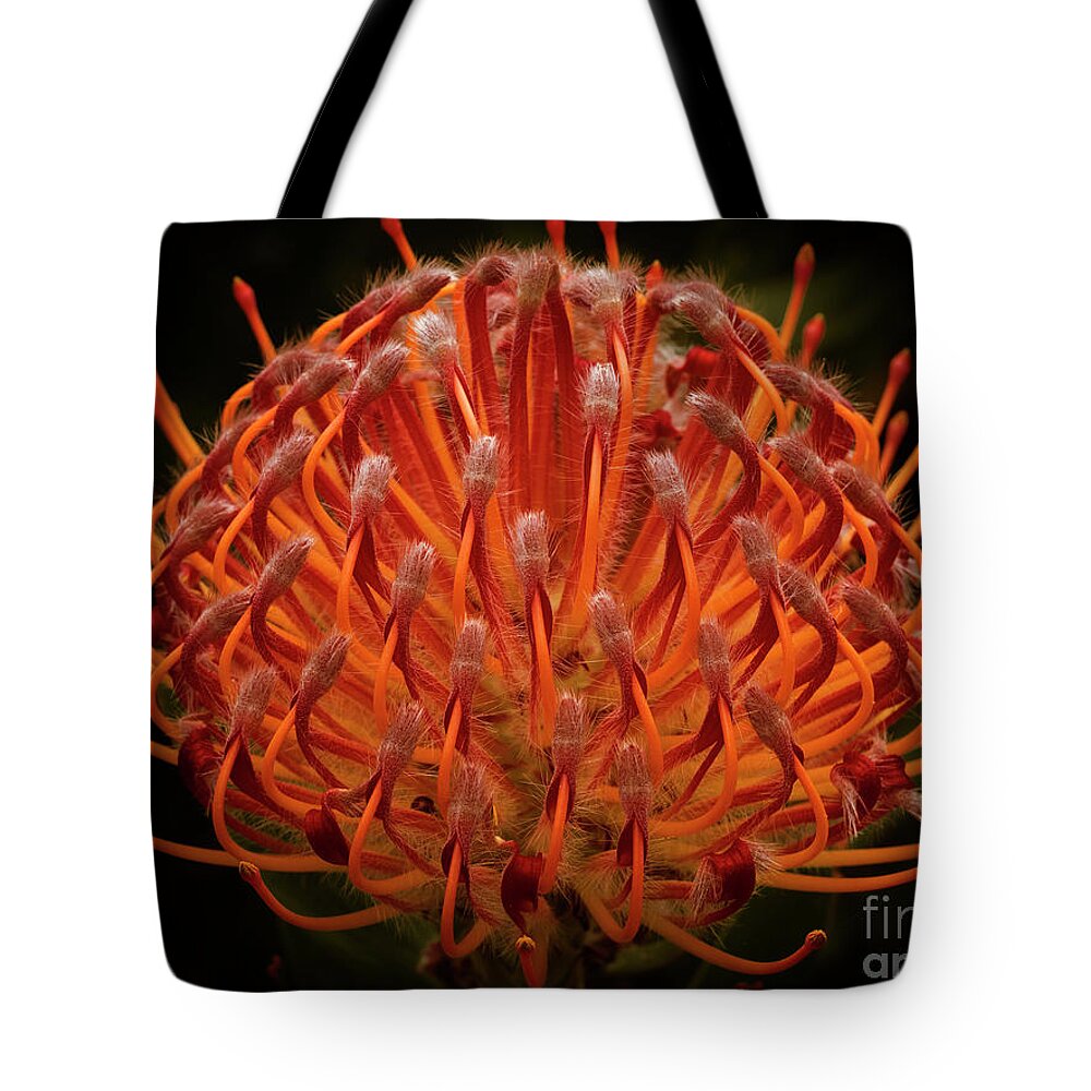 Pincushion Protea Tote Bag featuring the photograph Pincushion Protea - Leucospermum Cordifolium by Elaine Teague