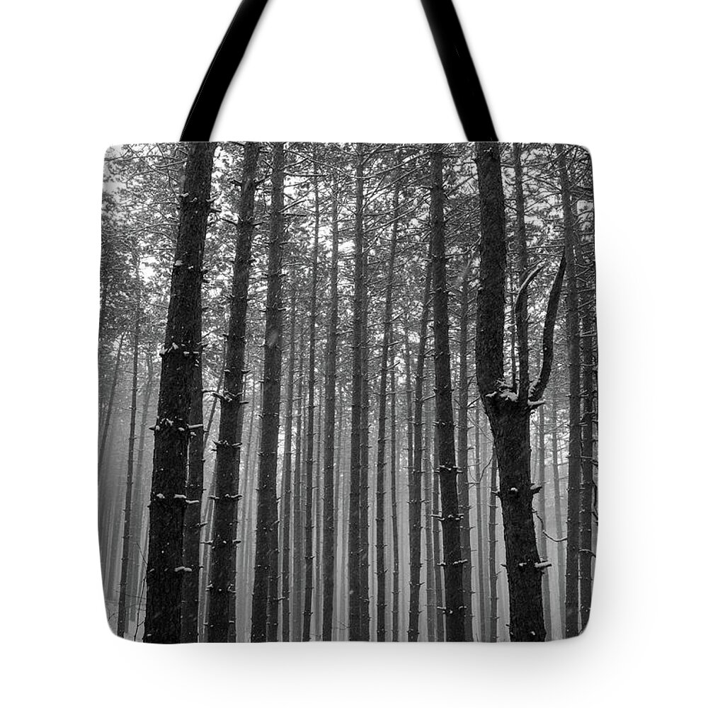 Black And White Tote Bag featuring the photograph Pine Tree Forest by Crystal Wightman