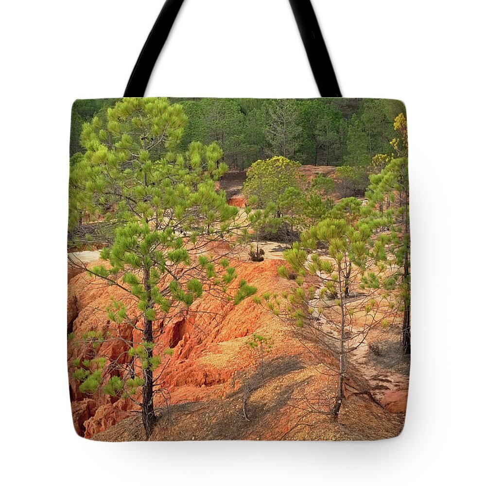 Trees Tote Bag featuring the photograph Pine Trees and Forest by Angelo DeVal