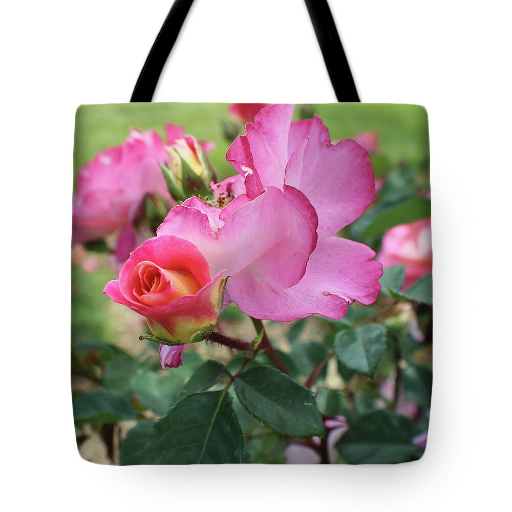 Rose Tote Bag featuring the photograph Pink an Yellow Rose Close Up by Kenneth Pope