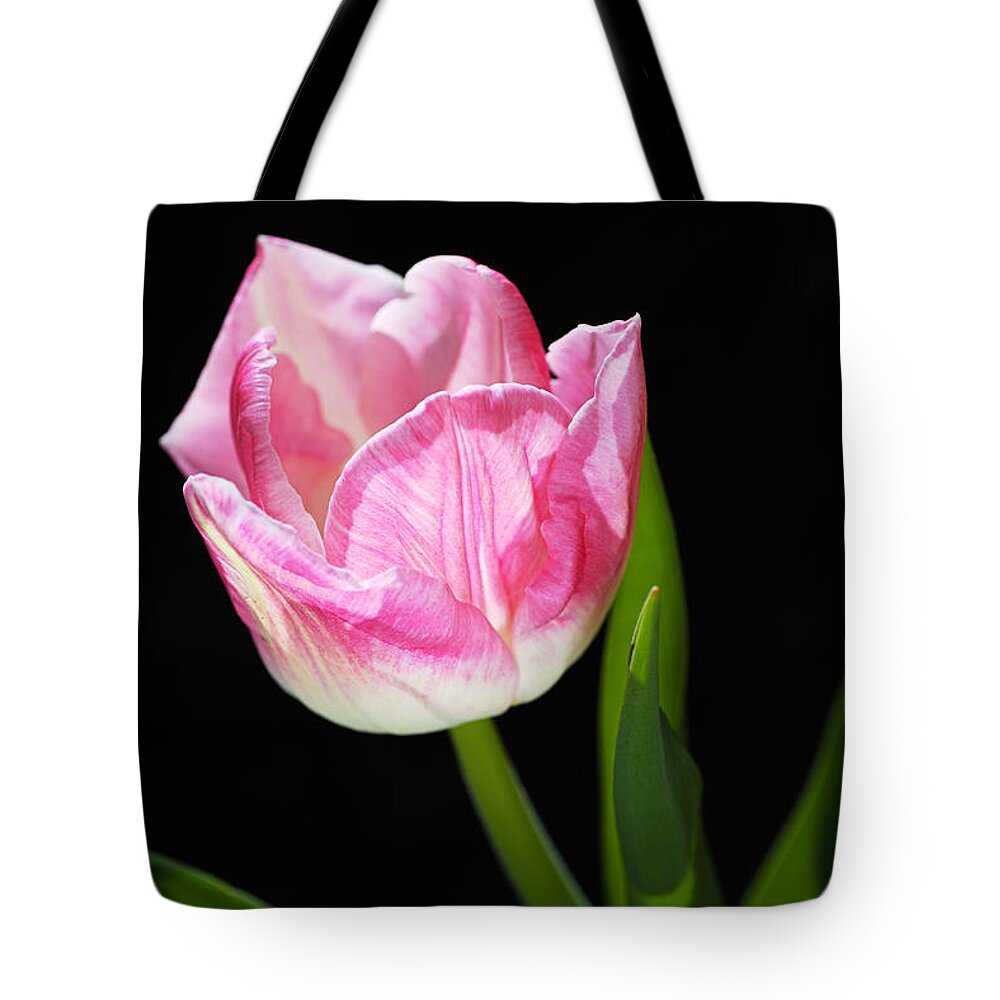 Disambiguation Tote Bag featuring the photograph Pink and Soft White Tulip by Joy Watson