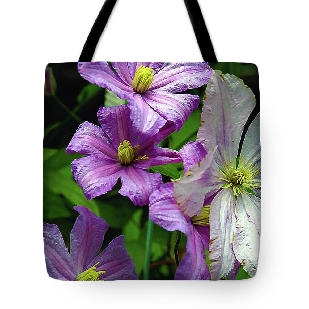 Clematis Tote Bag featuring the photograph Pink and white Clematis Flowers Photograph by Louis Dallara