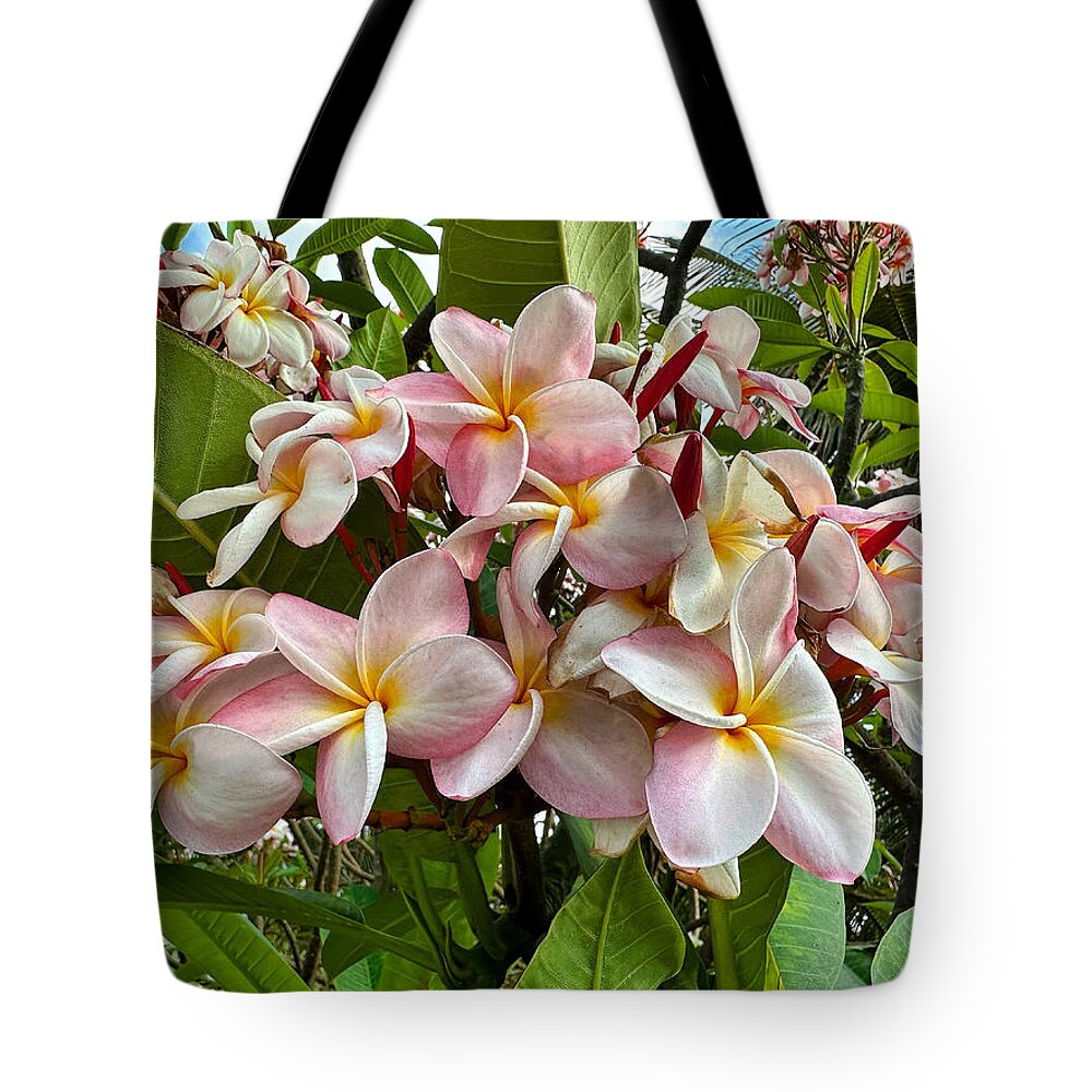 Plumeria Tote Bag featuring the photograph Pink and White Plumeria by Brian Eberly