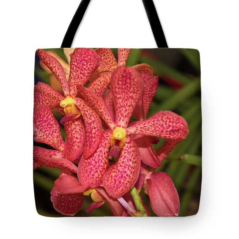 Dakak Resort Tote Bag featuring the photograph Pink And Yellow Orchid by David Desautel