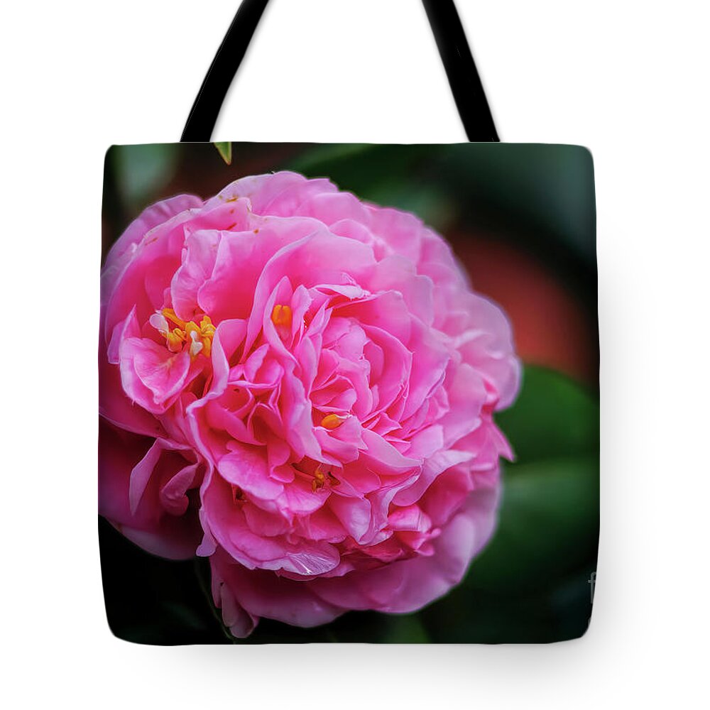 Pink Camellia Tote Bag featuring the photograph Pink Camellia by Felix Lai