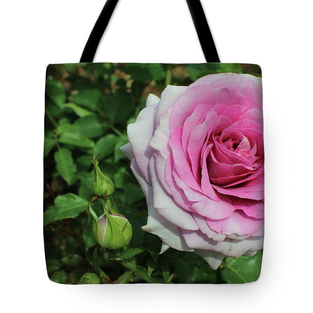 Rose Tote Bag featuring the photograph Pink Ombre Rose by Kenneth Pope