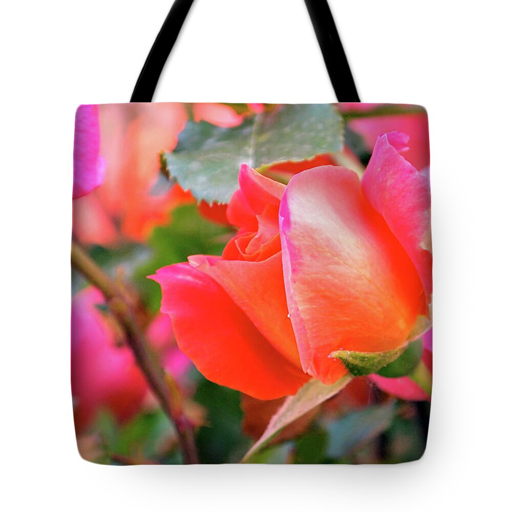 Rose Tote Bag featuring the photograph Pink Orange Hybrid by Rona Black