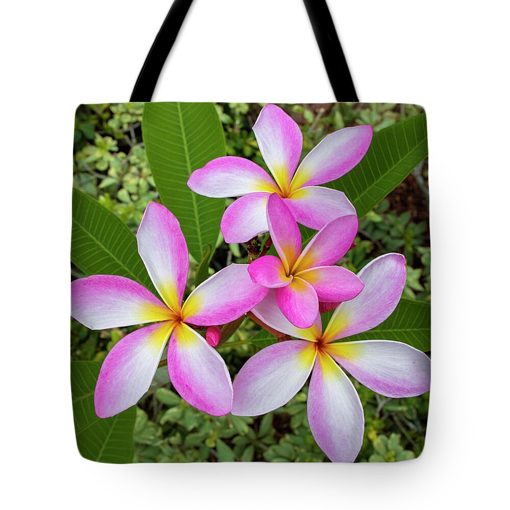 Flower Tote Bag featuring the photograph Pink Plumeria Flower by Blair Damson