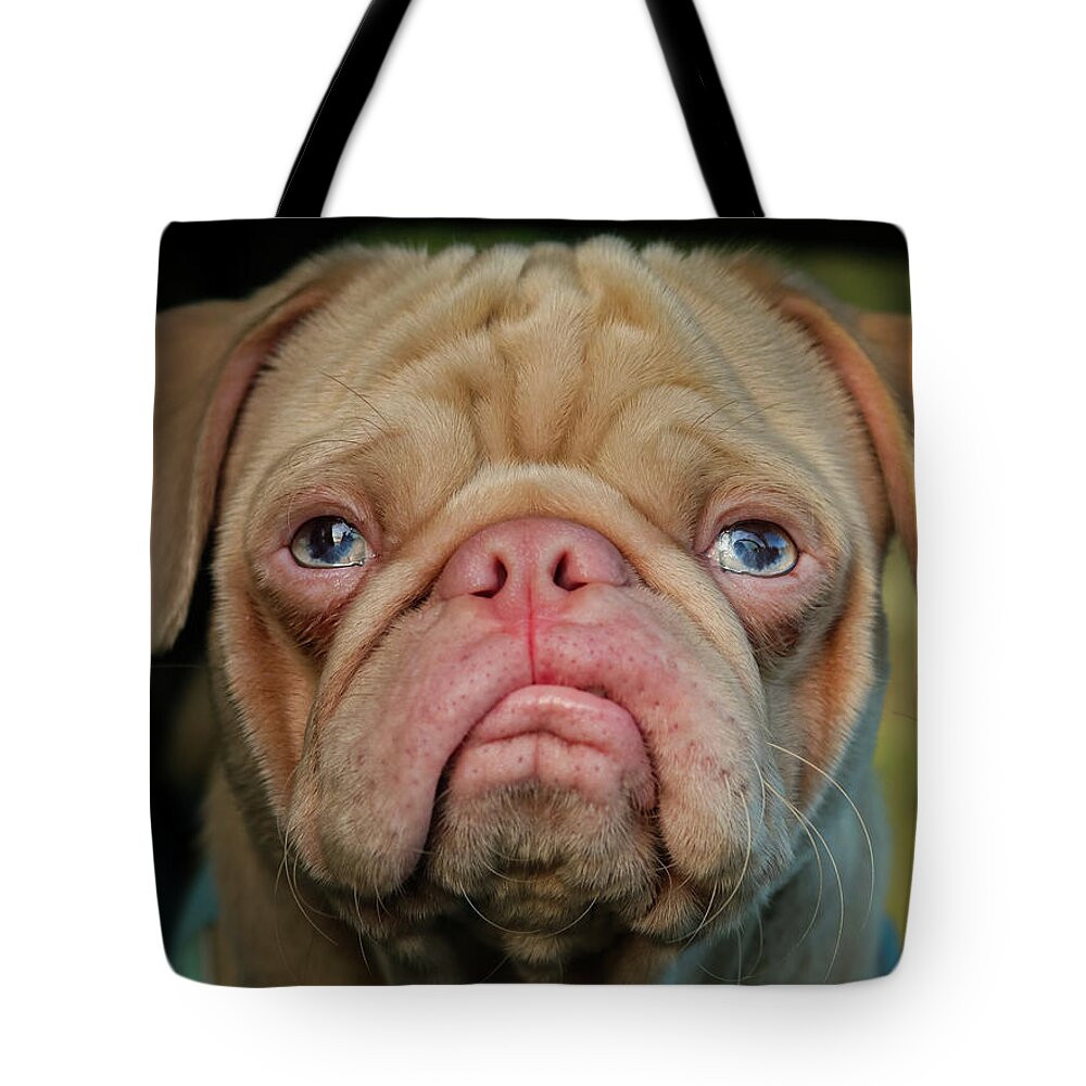Dog Tote Bag featuring the photograph Pink Pug Blu by Dr Janine Williams
