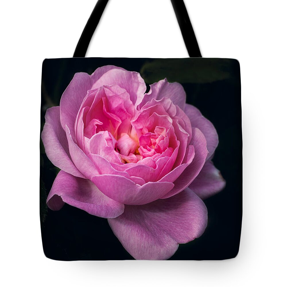 Pink Tote Bag featuring the photograph Pink Rose by Carrie Hannigan