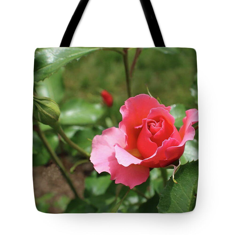 Pink Tote Bag featuring the photograph Pink Rose Close Up by Kenneth Pope